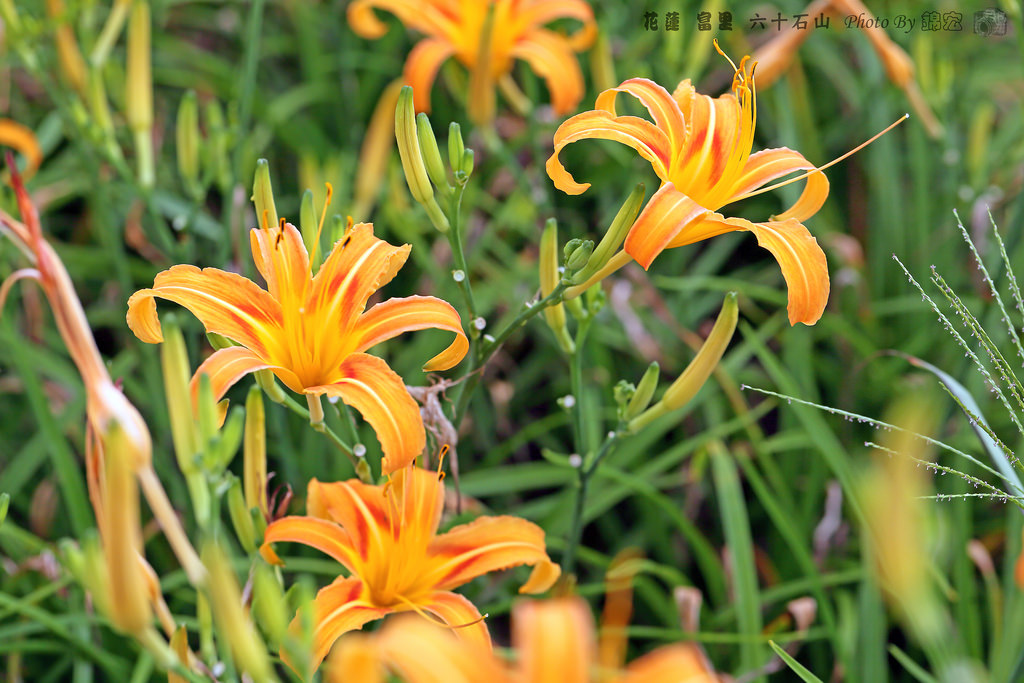 2016.08.27~花蓮 富里 六十石山 金針花海
