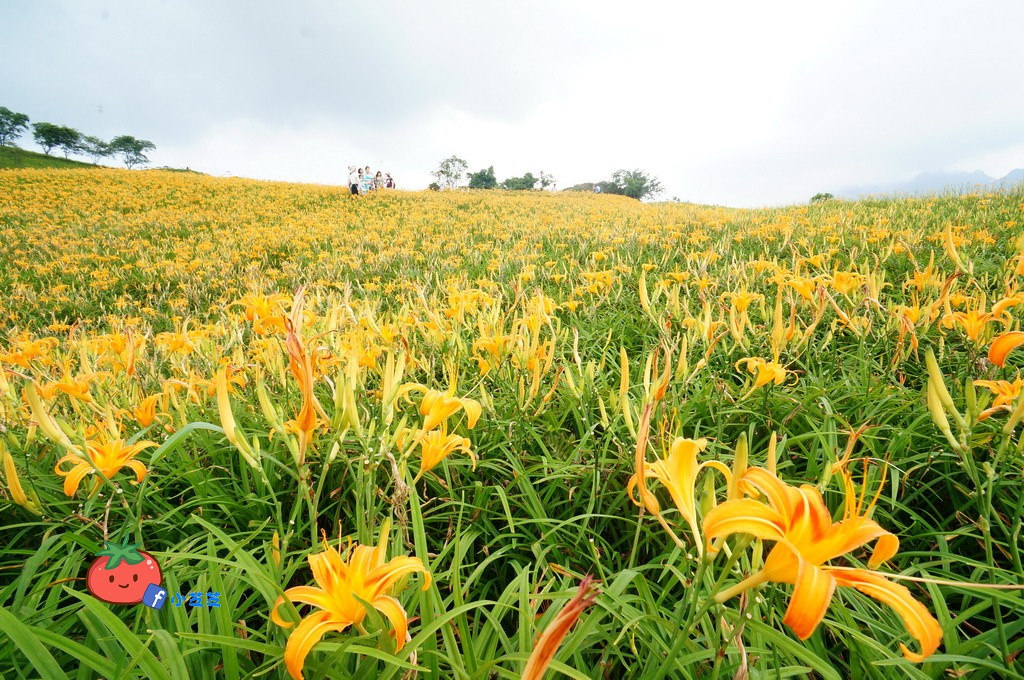 2016 花蓮 富里 六十石山 小瑞士