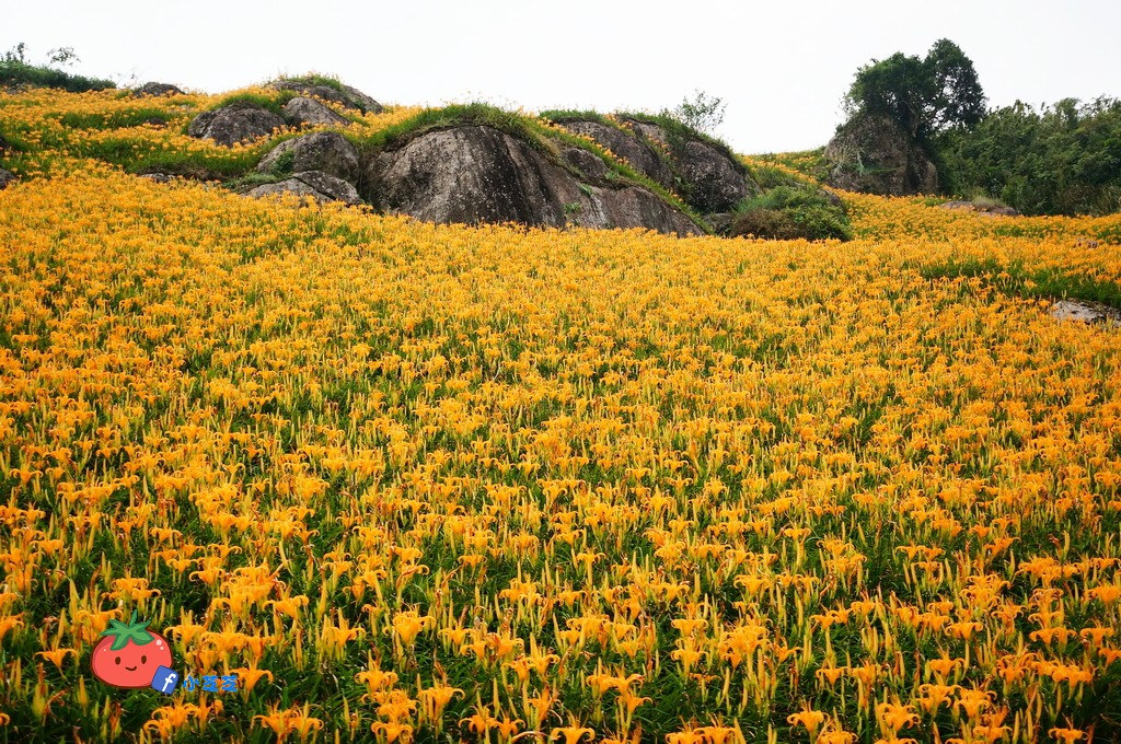 2016 花蓮 富里 六十石山 小瑞士