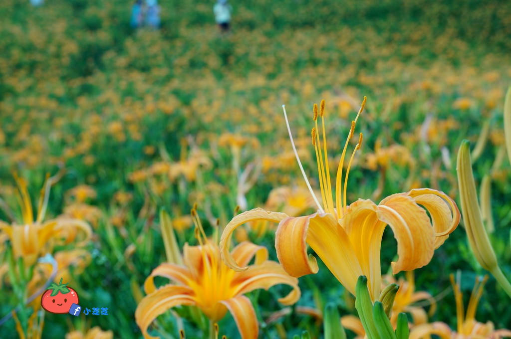 2016 花蓮 富里 六十石山 小瑞士