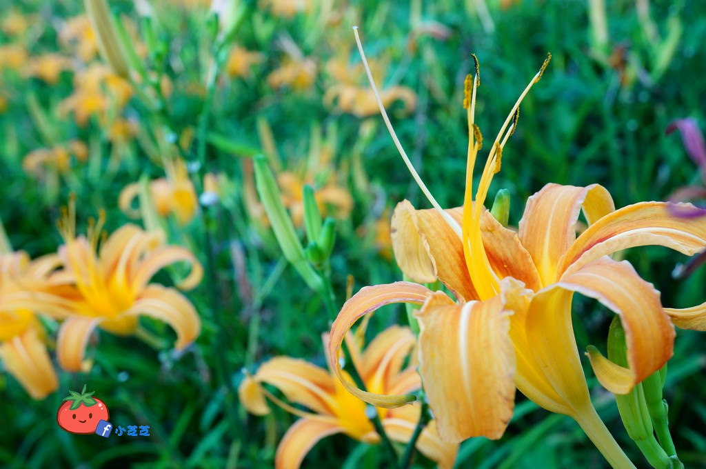 2016 花蓮 富里 六十石山 小瑞士