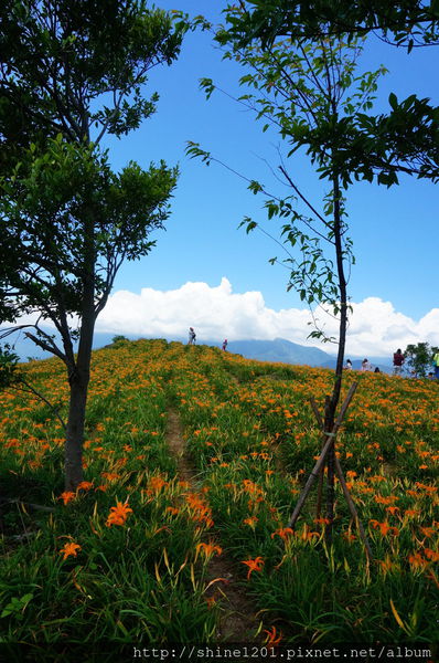 花蓮六十石山金針花海