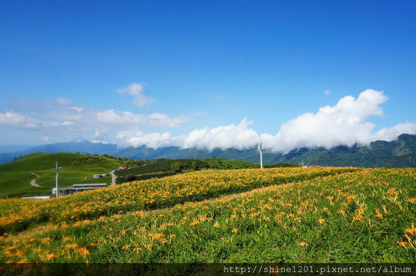 花蓮六十石山金針花海