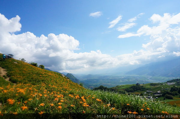 花蓮六十石山金針花海