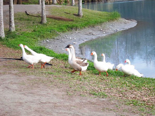 【花蓮景點】雲山水生態農莊-熱帶島嶼般的美景