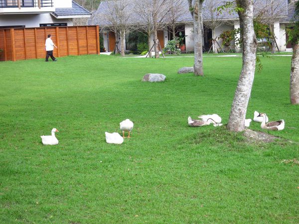 【花蓮景點】雲山水生態農莊-熱帶島嶼般的美景