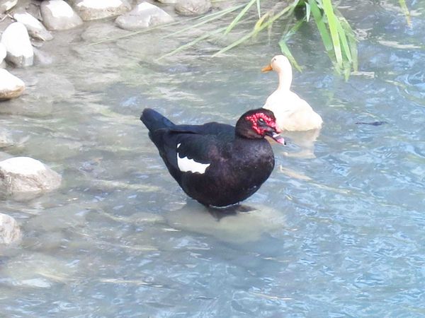 【花蓮景點】雲山水生態農莊-熱帶島嶼般的美景