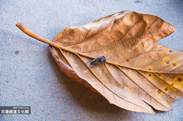 花蓮鐵道文化園區:【花蓮|鐵道文化園區】體驗舊鐵路文化風情免費景點