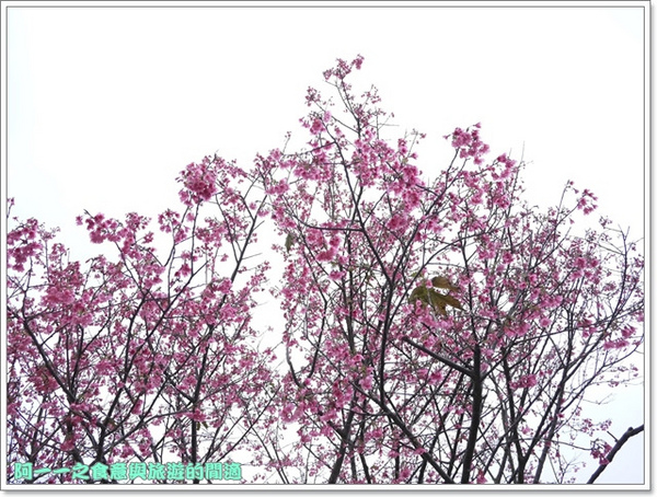 初鹿牧場：台東 初鹿牧場 賞櫻花楓葉再來支霜淇淋～阿一一寒冬台東之旅