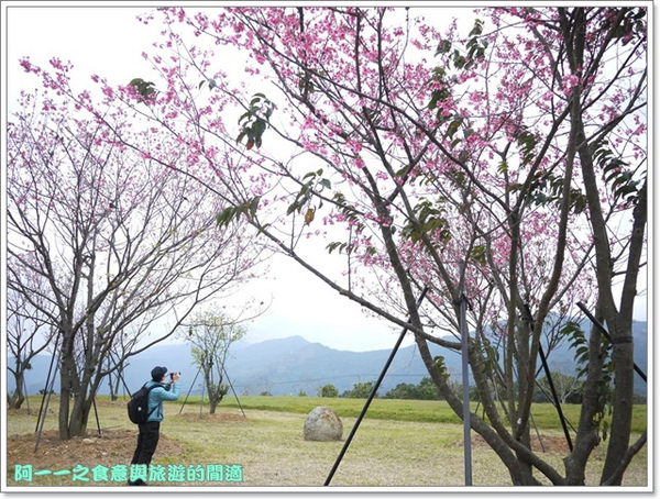 初鹿牧場：台東 初鹿牧場 賞櫻花楓葉再來支霜淇淋～阿一一寒冬台東之旅