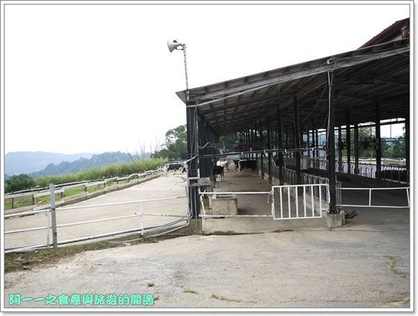初鹿牧場：台東 初鹿牧場 賞櫻花楓葉再來支霜淇淋～阿一一寒冬台東之旅