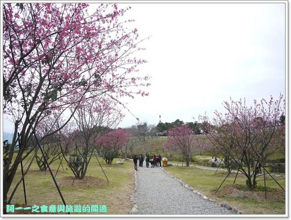 初鹿牧場：台東 初鹿牧場 賞櫻花楓葉再來支霜淇淋～阿一一寒冬台東之旅
