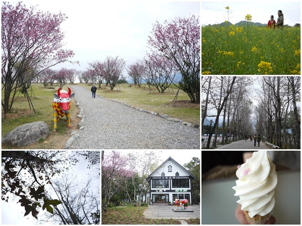 初鹿牧場：台東 初鹿牧場 賞櫻花楓葉再來支霜淇淋～阿一一寒冬台東之旅