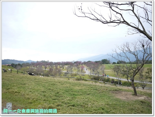 初鹿牧場：台東 初鹿牧場 賞櫻花楓葉再來支霜淇淋～阿一一寒冬台東之旅