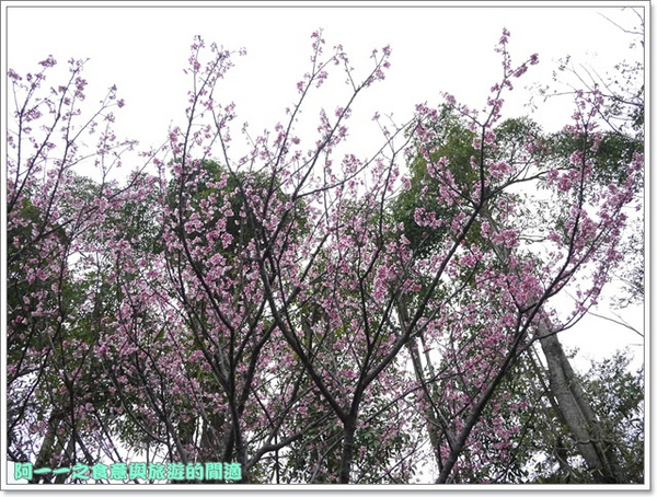 初鹿牧場：台東 初鹿牧場 賞櫻花楓葉再來支霜淇淋～阿一一寒冬台東之旅