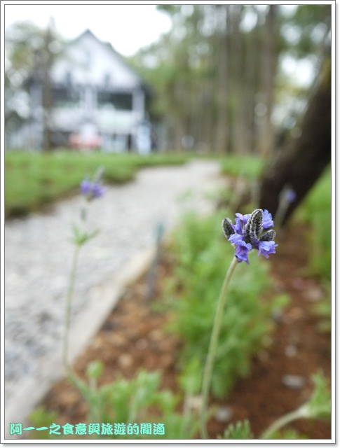 初鹿牧場：台東 初鹿牧場 賞櫻花楓葉再來支霜淇淋～阿一一寒冬台東之旅