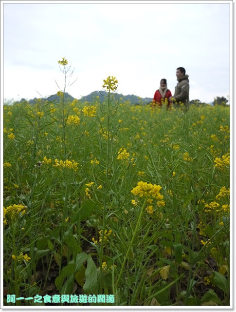 初鹿牧場：台東 初鹿牧場 賞櫻花楓葉再來支霜淇淋～阿一一寒冬台東之旅