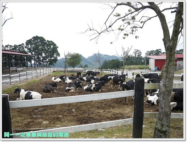 初鹿牧場：台東 初鹿牧場 賞櫻花楓葉再來支霜淇淋～阿一一寒冬台東之旅