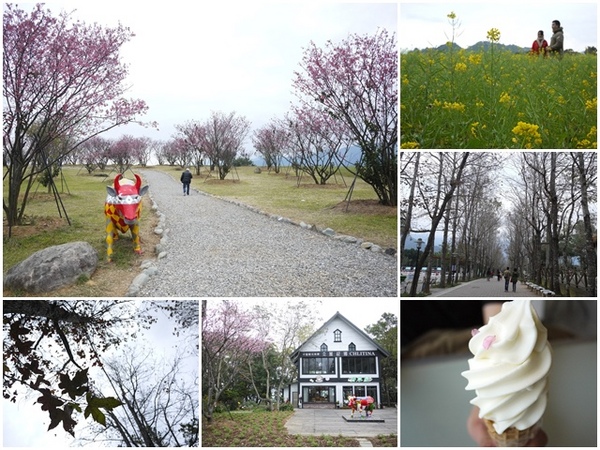 初鹿牧場：台東 初鹿牧場 賞櫻花楓葉再來支霜淇淋～阿一一寒冬台東之旅