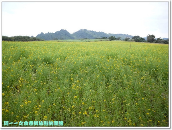 初鹿牧場：台東 初鹿牧場 賞櫻花楓葉再來支霜淇淋～阿一一寒冬台東之旅