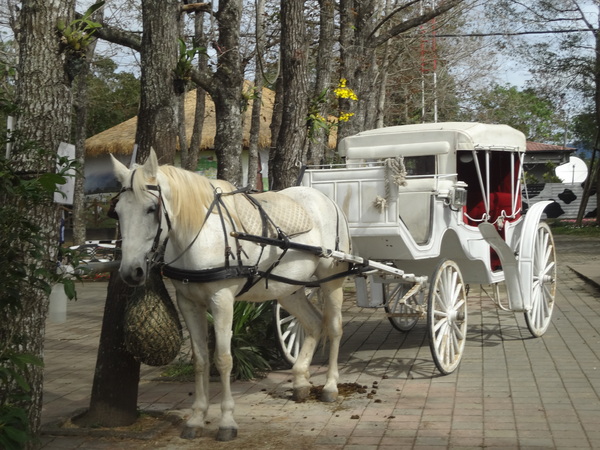 初鹿牧場：1020104[官本金文愛台灣]美麗的初鹿牧場有藍天白雲綠地黑白乳牛讓人心曠神怡(環境篇)