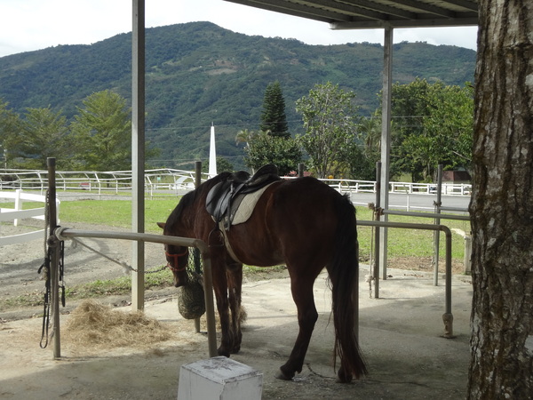 初鹿牧場：1020104[官本金文愛台灣]美麗的初鹿牧場有藍天白雲綠地黑白乳牛讓人心曠神怡(環境篇)