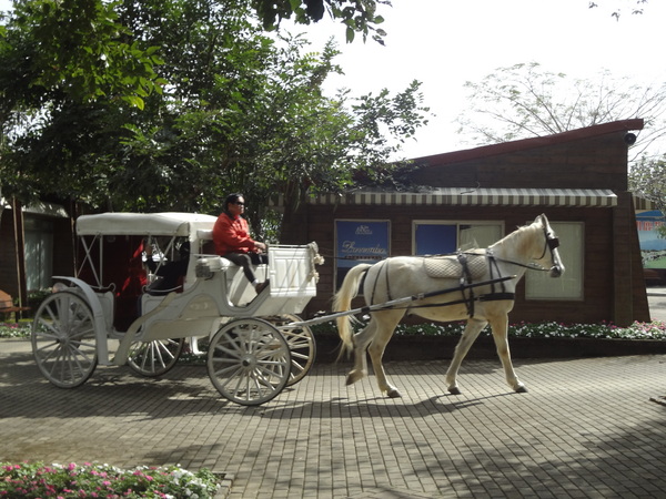 初鹿牧場：1020104[官本金文愛台灣]美麗的初鹿牧場有藍天白雲綠地黑白乳牛讓人心曠神怡(環境篇)