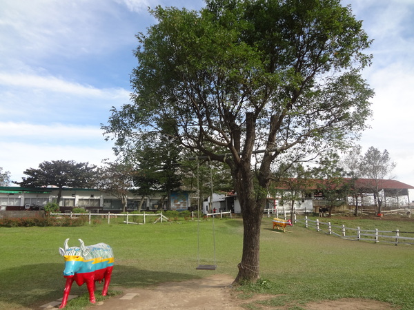 初鹿牧場：1020104[官本金文愛台灣]美麗的初鹿牧場有藍天白雲綠地黑白乳牛讓人心曠神怡(環境篇)