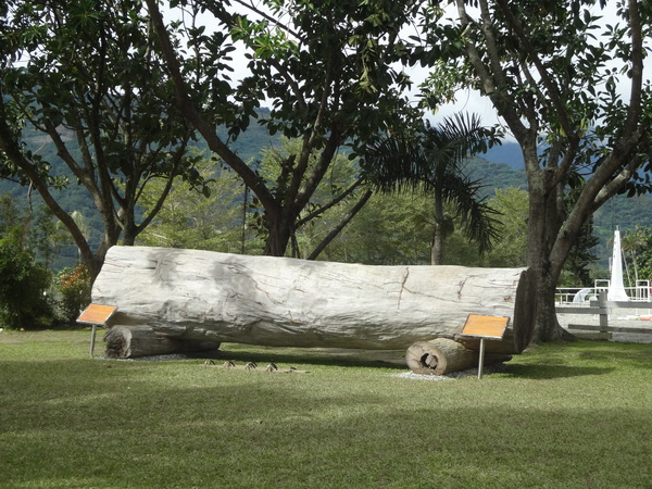 初鹿牧場：1020104[官本金文愛台灣]美麗的初鹿牧場有藍天白雲綠地黑白乳牛讓人心曠神怡(環境篇)