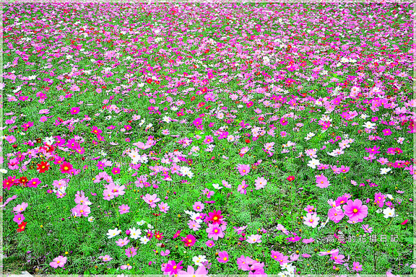 知卡宣森林公園：【花蓮】吉安鄉。知卡宣森林公園