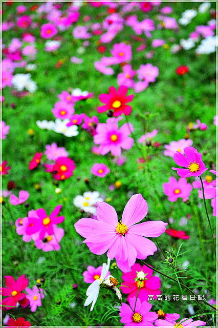 知卡宣森林公園：【花蓮】吉安鄉。知卡宣森林公園