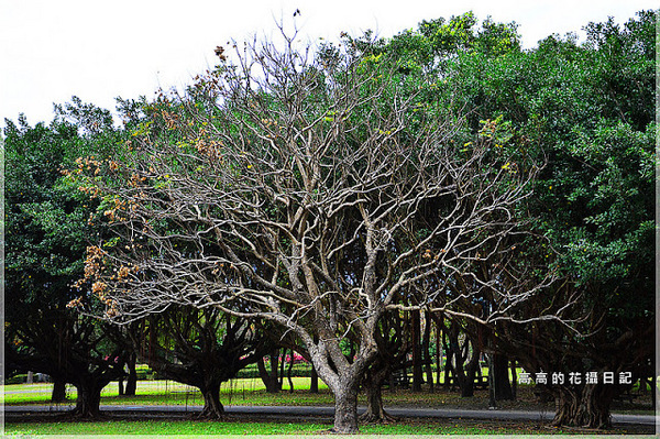 知卡宣森林公園：【花蓮】吉安鄉。知卡宣森林公園