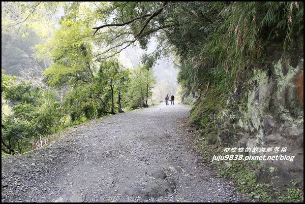 白楊步道59