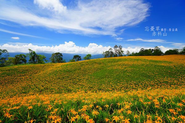 20140823赤科山赤柯山金針花