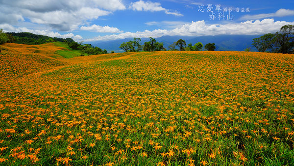 20140823赤科山赤柯山金針花