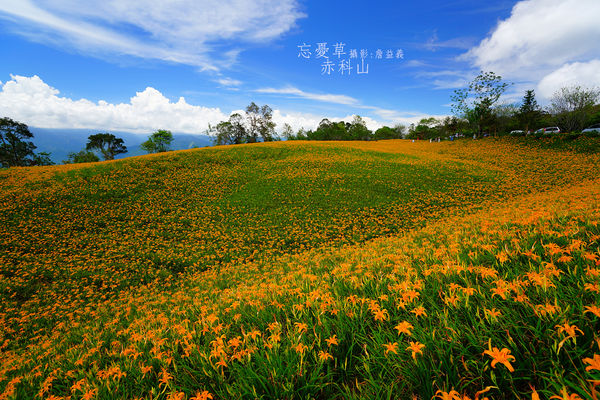 20140823赤科山赤柯山金針花