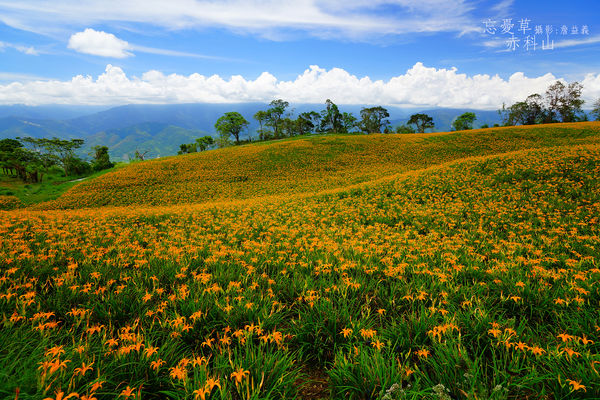 20140823赤科山赤柯山金針花