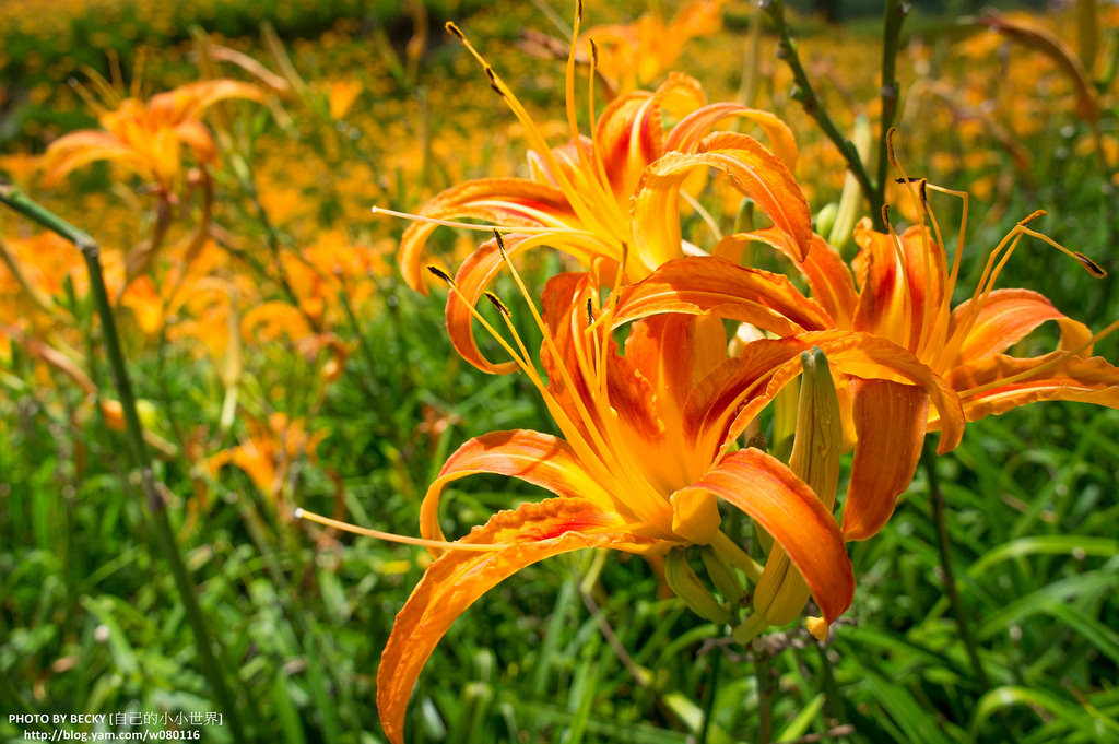 2014.Aug Hualien landscape