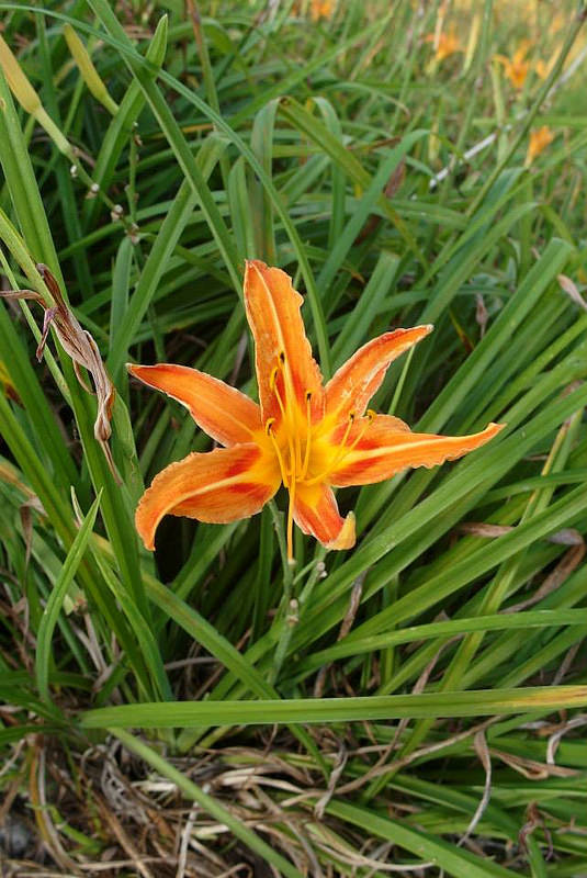 10404456_802029336485529_8996464170350432215_n