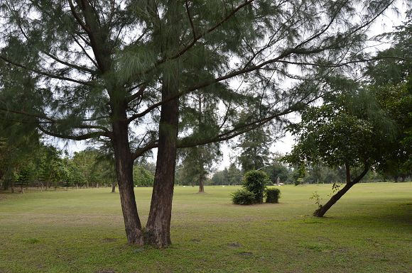 台東森林公園45