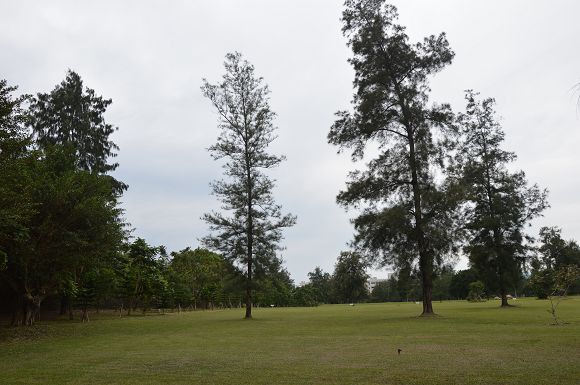 台東森林公園46