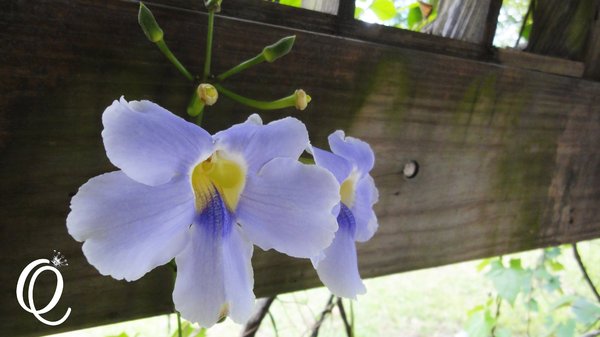 台東森林公園：台東森林公園
