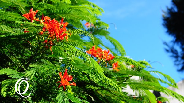台東森林公園：台東森林公園