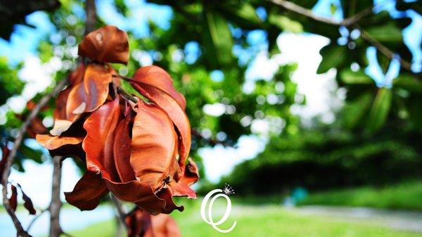 台東森林公園：台東森林公園