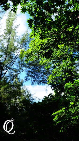 台東森林公園：台東森林公園