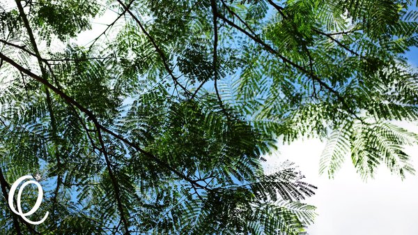 台東森林公園：台東森林公園