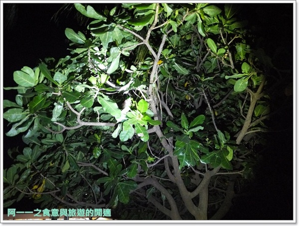 小野柳風景區:台東景點 夜訪小野柳 探尋月色海浪與星空~阿一一台東熱汽球之旅