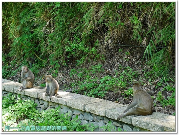泰源幽谷遊憩區:台東 泰源幽谷 花果山在台灣~跟孫悟空的猴子猴孫相見歡