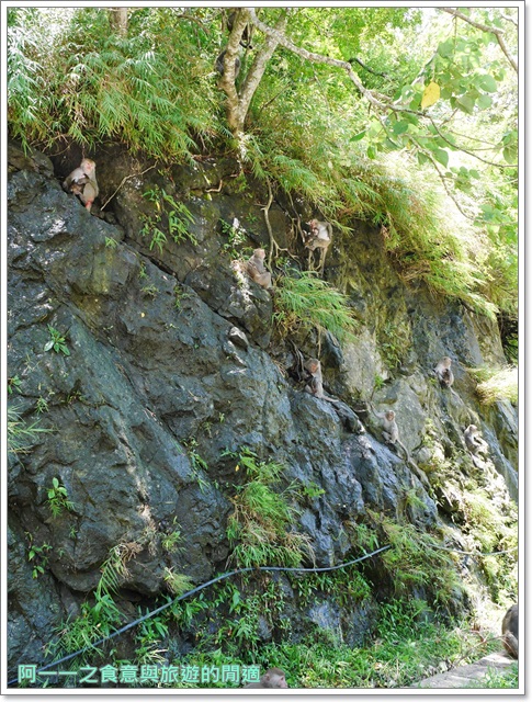 泰源幽谷遊憩區:台東 泰源幽谷 花果山在台灣~跟孫悟空的猴子猴孫相見歡