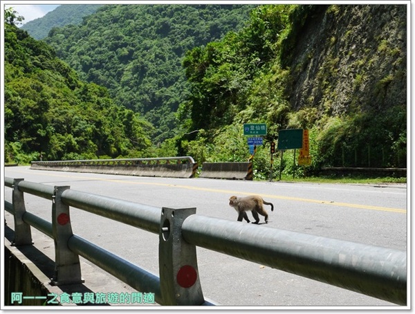 泰源幽谷遊憩區:台東 泰源幽谷 花果山在台灣~跟孫悟空的猴子猴孫相見歡